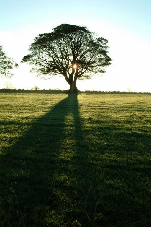 Morning Sun Tree Service Salt Lake City UT 84107 8019421975